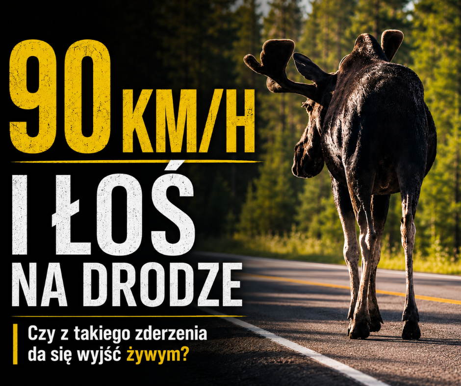 90 km/h i łoś na drodze. Czy można to przeżyć?